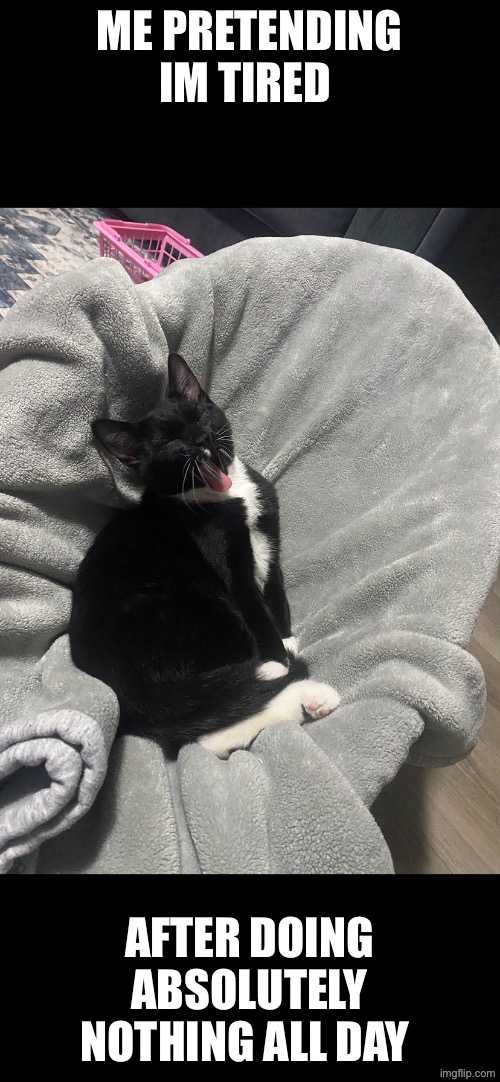 Cats who do nothing | Me pretending Im tired; After doing absolutely nothing all day | image tagged in cats,cute cat,funny cat memes | made w/ Imgflip meme maker