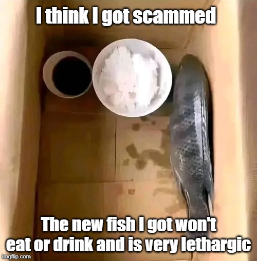 Pet Fish | I think I got scammed; The new fish I got won't eat or drink and is very lethargic | image tagged in fish,sick,hungry,feed | made w/ Imgflip meme maker