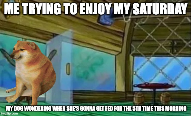dog | Me trying to enjoy my Saturday; My dog wondering when she's gonna get fed for the 5th time this morning | image tagged in fish walking in | made w/ Imgflip meme maker