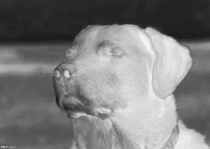 Dog smiling with eyes closed | image tagged in dog smiling with eyes closed | made w/ Imgflip meme maker