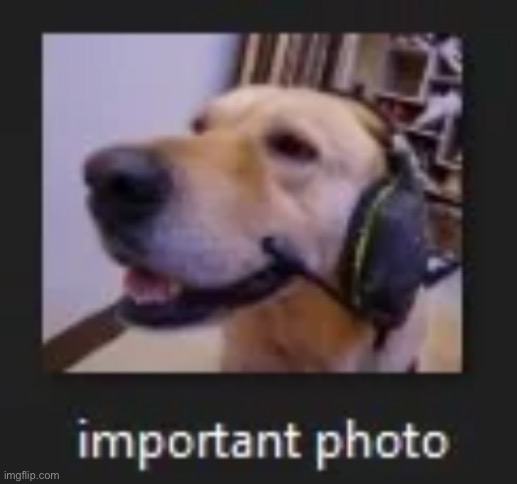 image tagged in dog | made w/ Imgflip meme maker