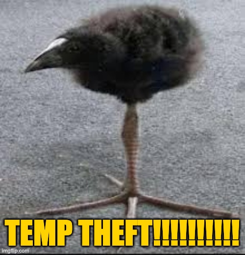 Pukeko Bird | TEMP THEFT!!!!!!!!!! | image tagged in pukeko bird | made w/ Imgflip meme maker