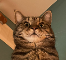 cat - pathetic Blank Meme Template