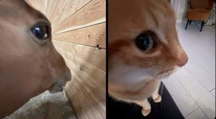 Horse and cat sideeyeing Blank Meme Template