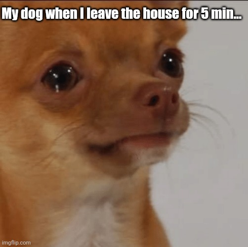 Crying Dog | My dog when I leave the house for 5 min... | image tagged in crying dog | made w/ Imgflip meme maker