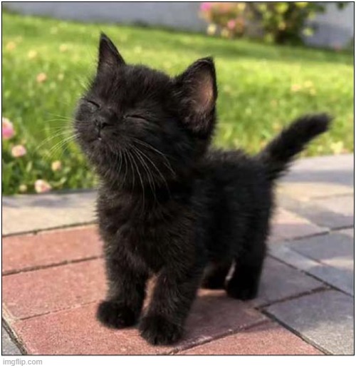 Good Morning ! | image tagged in cats,kitten,good morning | made w/ Imgflip meme maker