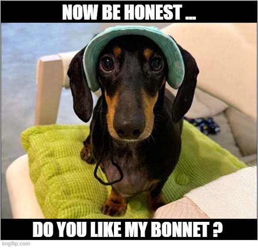 Not Exactly The Latest Fashion | now be honest ... do you like my bonnet ? | image tagged in dogs,dachshund,bonnet | made w/ Imgflip meme maker