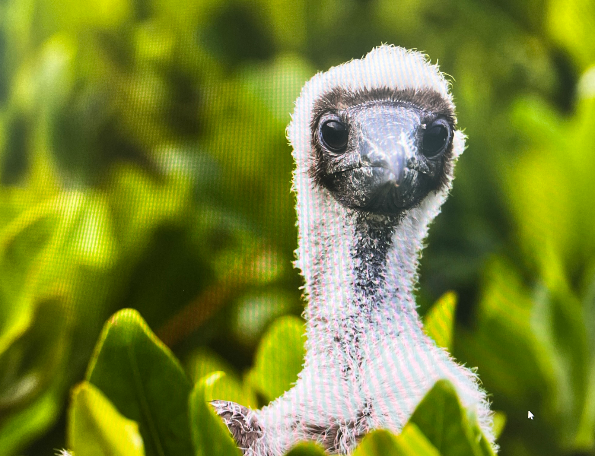 Bird Blank Meme Template