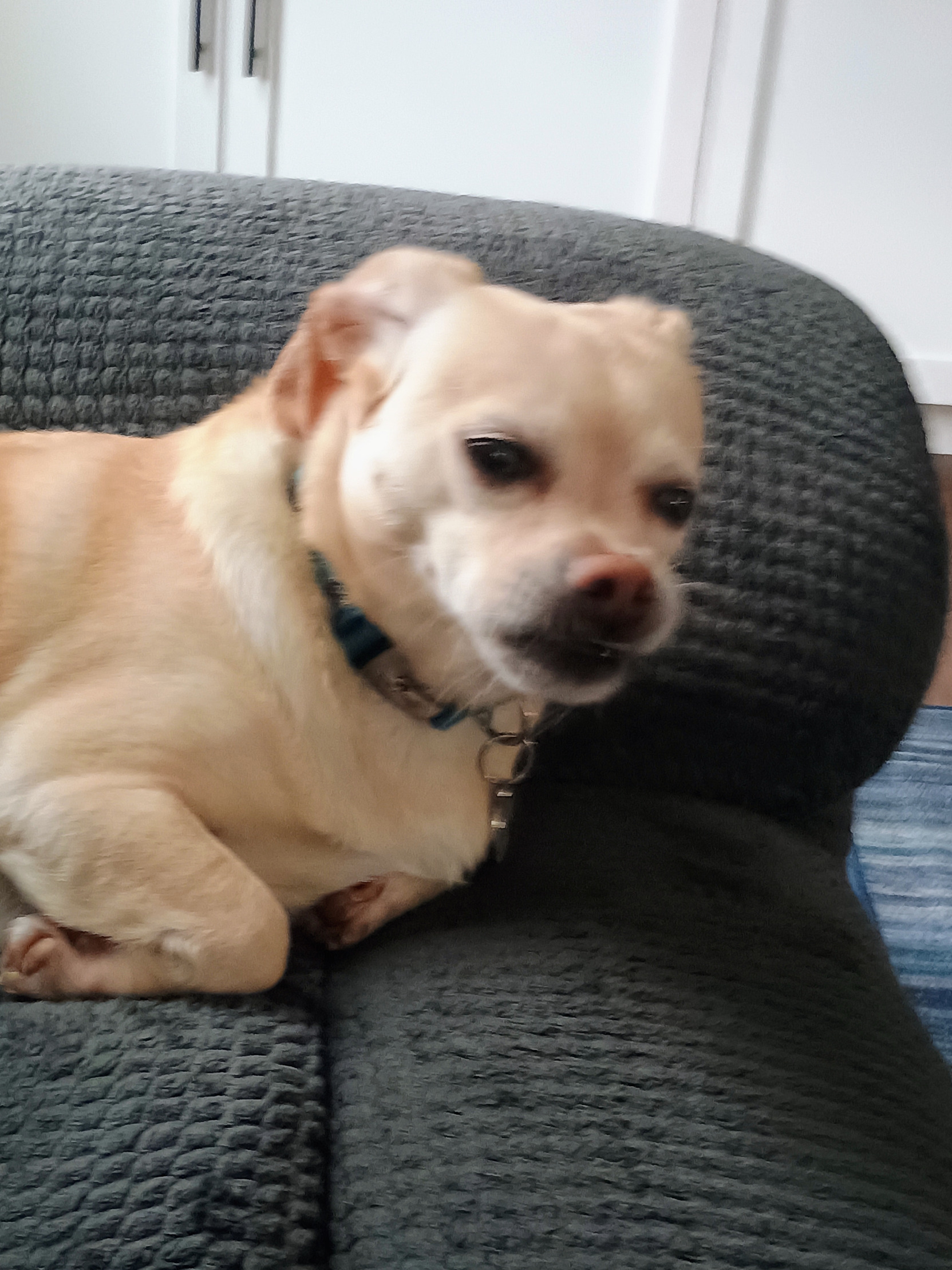 The skinny doge Blank Meme Template