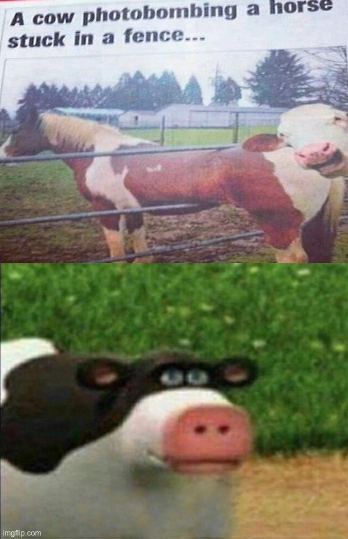 Perhaps cow | image tagged in perhaps cow | made w/ Imgflip meme maker