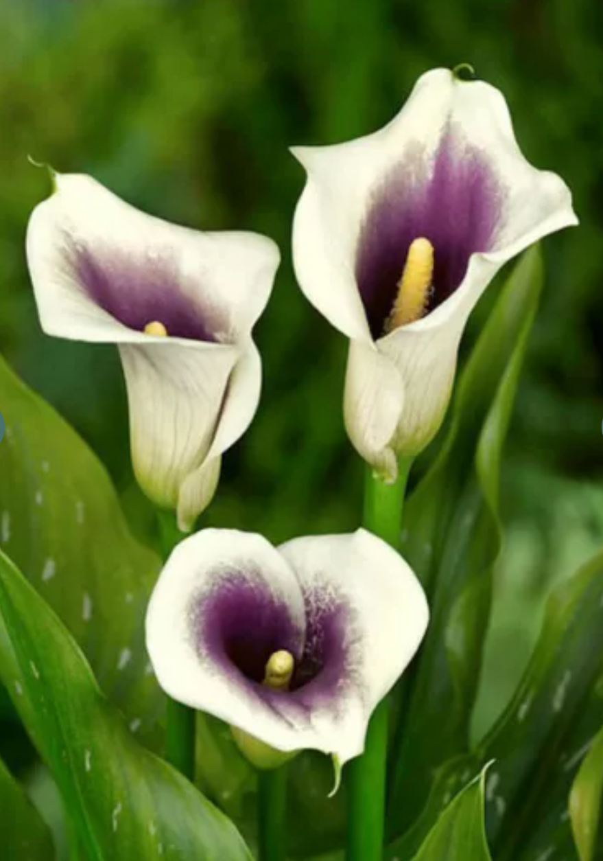 Calla Lilies Blank Meme Template