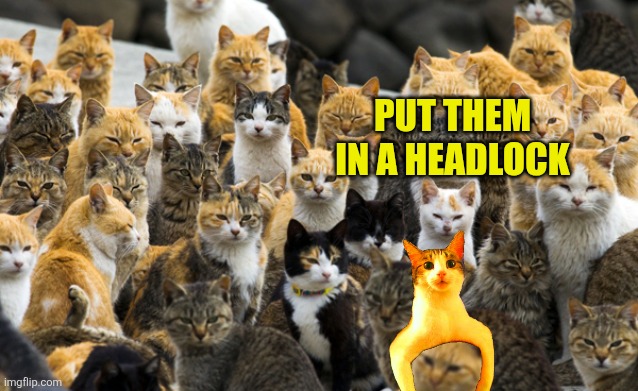Aoshima cat island | Put them in a headlock | image tagged in aoshima cat island | made w/ Imgflip meme maker