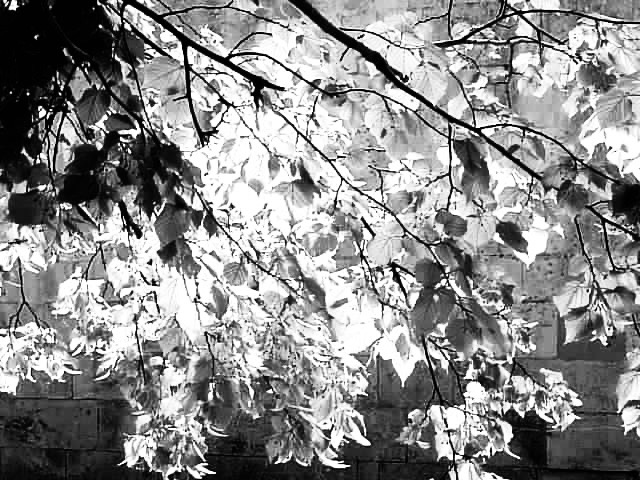 Plant Mirror Image Mode Blank Meme Template