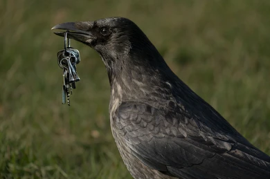 Crow with keys Blank Meme Template