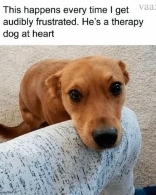 image tagged in dogs,therapy,cute,snout,memes,repost | made w/ Imgflip meme maker