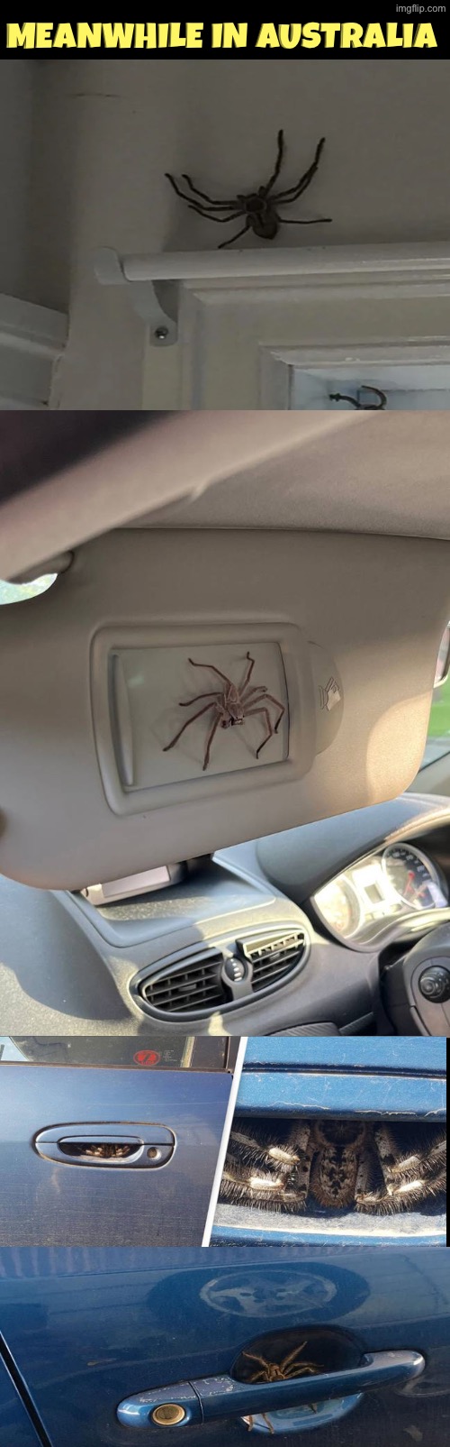 Meanwhile In Australia | Meanwhile in Australia | image tagged in australia,meanwhile in australia,spiders,arachnophobia,oh hell no,nightmare fuel | made w/ Imgflip meme maker