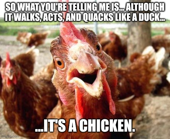 Chicken | So what you're telling me is... although it walks, acts, and quacks like a duck... ...It's a chicken. | image tagged in chicken | made w/ Imgflip meme maker
