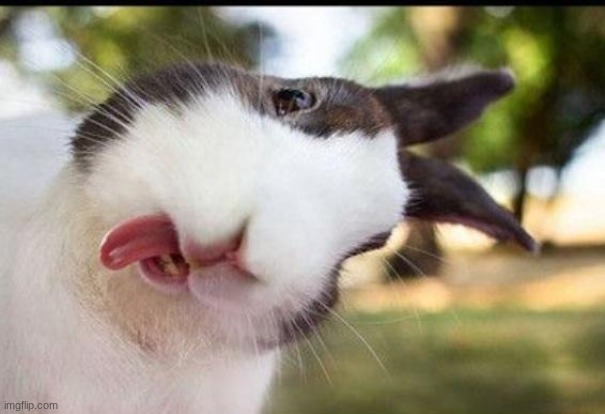 Bunny sticking out tongue  | image tagged in bunny sticking out tongue | made w/ Imgflip meme maker
