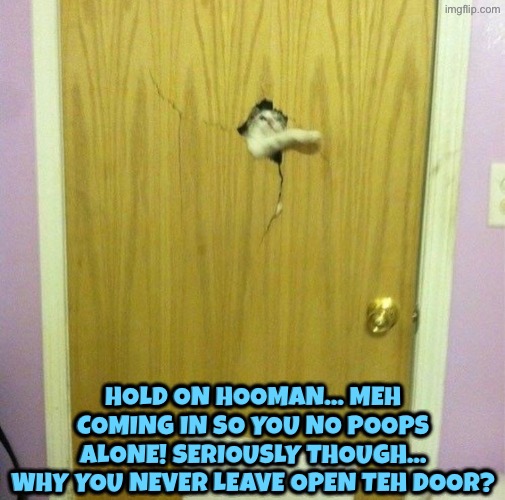 The Poop Companion | Hold on hooman... Meh coming in so you no poops alone! Seriously though... Why you never leave open teh door? | image tagged in cats,funny cats,pooping,privacy,company,turds | made w/ Imgflip meme maker