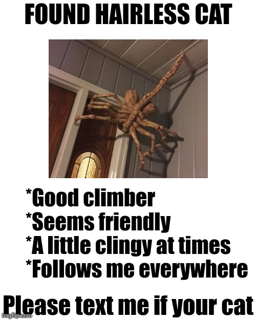 If only..... | Found hairless cat; *Good climber
*Seems friendly
*A little clingy at times
*Follows me everywhere; Please text me if your cat | image tagged in memes,lost,animals,think about it,misunderstanding,wtf | made w/ Imgflip meme maker
