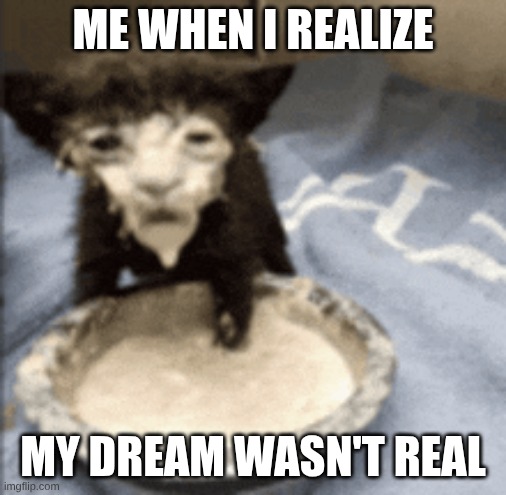 Cat in Milk Meme | Me When I realize; my dream wasn't real | image tagged in cat in milk meme | made w/ Imgflip meme maker