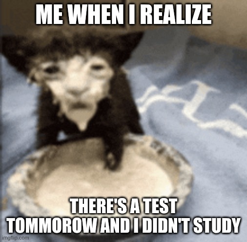 Cat in Milk Meme | Me When I realize; There's a test tommorow and I didn't study | image tagged in cat in milk meme | made w/ Imgflip meme maker