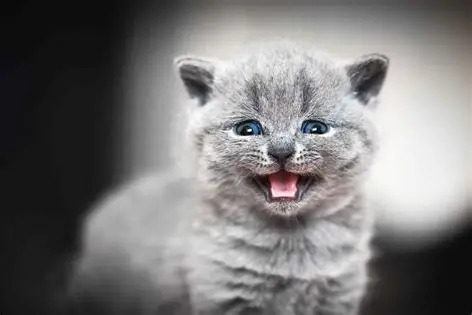 Meowing Kitten Blank Meme Template