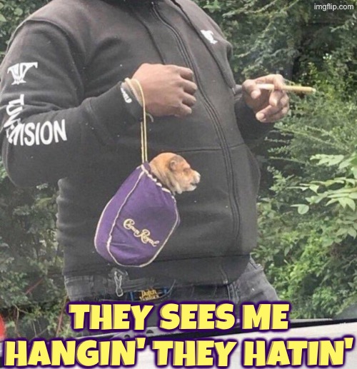 They Sees Me Hangin | They sees me hangin' they hatin' | image tagged in dogs,funny dogs,cute puppies,they see me rolling,haters gonna hate,hanging out | made w/ Imgflip meme maker