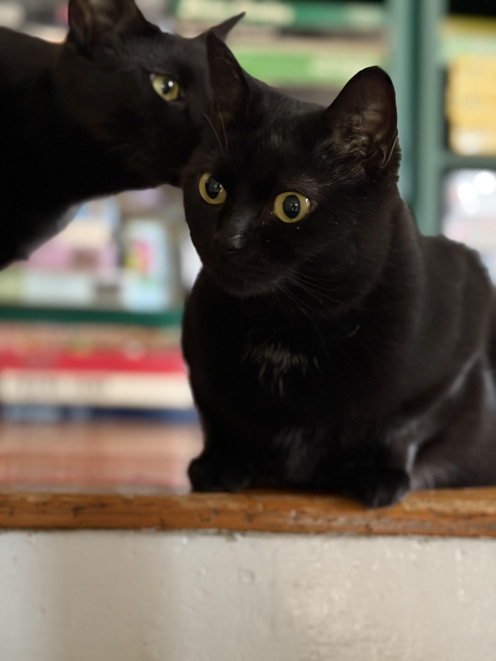 9/11 cats Blank Meme Template