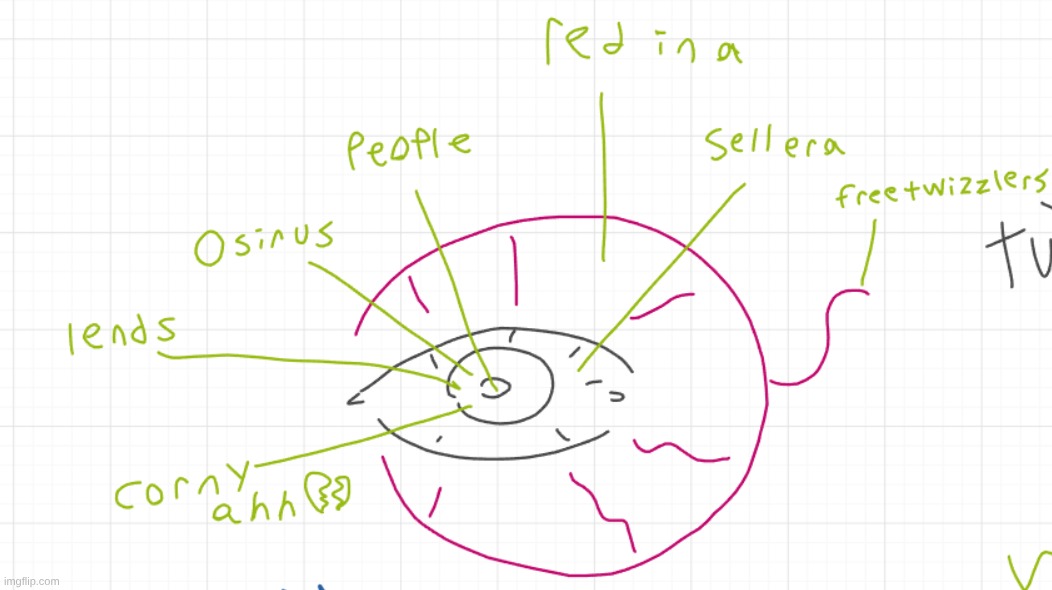 eye anatomy | made w/ Imgflip meme maker