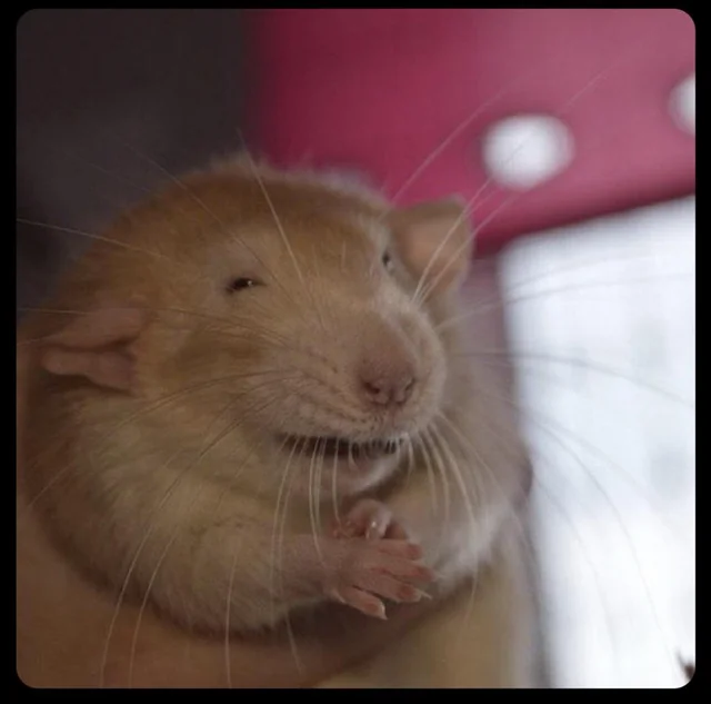 Rat hands Blank Meme Template