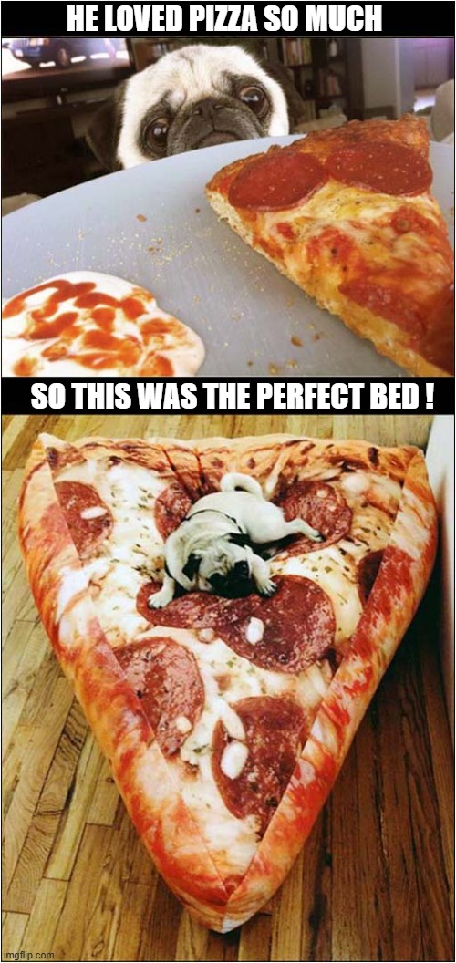 A Pugs Pizza Obsession ! | He Loved Pizza So Much; so This Was The Perfect Bed ! | image tagged in dogs,pug,pizza,obsessed | made w/ Imgflip meme maker
