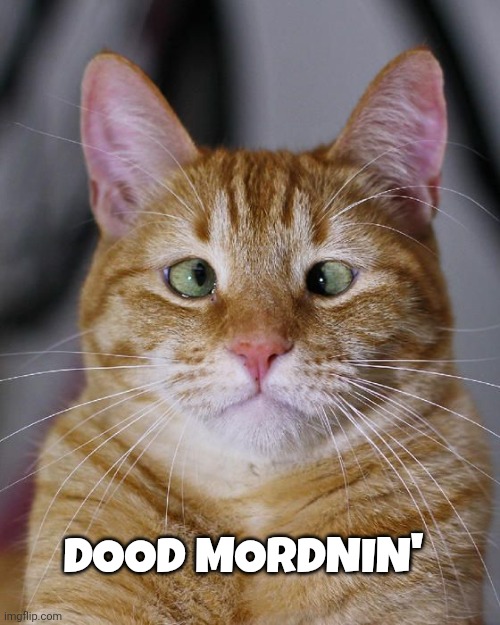 Good Morning memes | Dood Mordnin' | image tagged in cats | made w/ Imgflip meme maker
