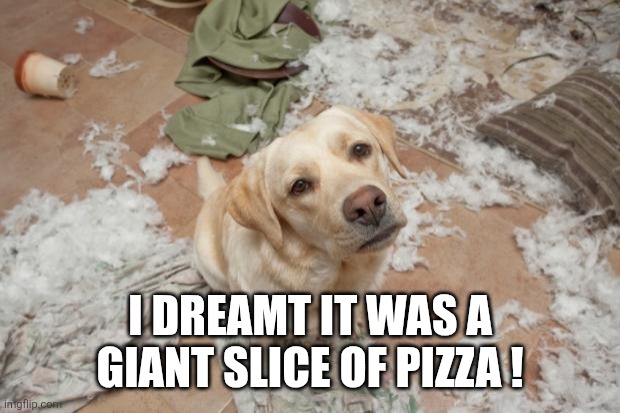 Bad dog | I dreamt it was a giant slice of pizza ! | image tagged in bad dog | made w/ Imgflip meme maker