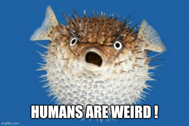 Puffer Fish | Humans are weird ! | image tagged in puffer fish | made w/ Imgflip meme maker