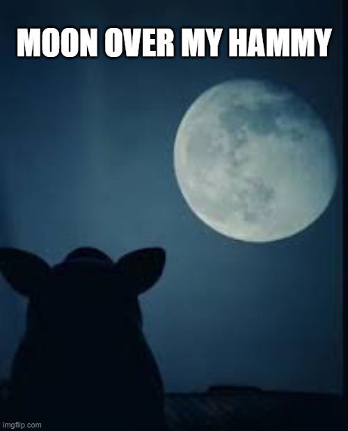 "Moon Over My-hammy"   !!! | Moon over my hammy | image tagged in funny,humor,moon,play on words,funny meme | made w/ Imgflip meme maker