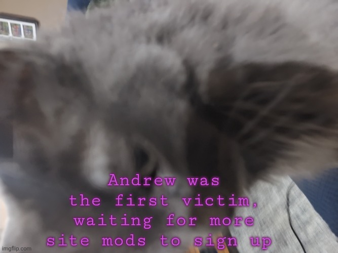https://msmemergroup.com | Andrew was the first victim, waiting for more site mods to sign up | image tagged in 32's cat | made w/ Imgflip meme maker