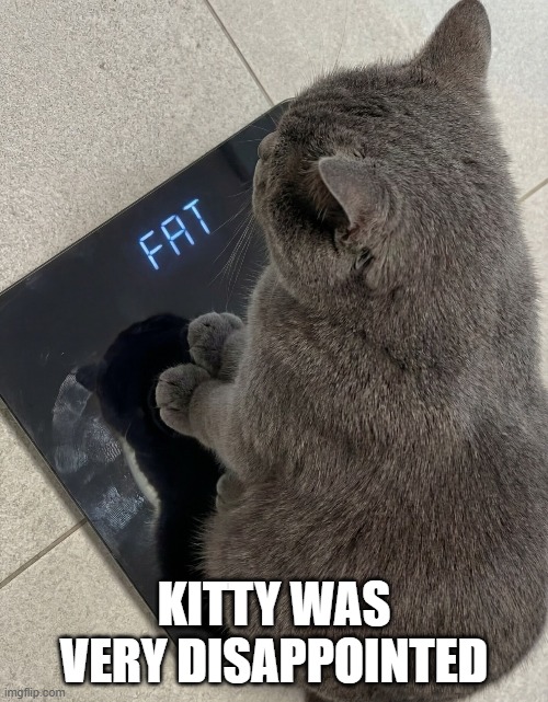 Fat Cat | Kitty was very disappointed | image tagged in cats | made w/ Imgflip meme maker