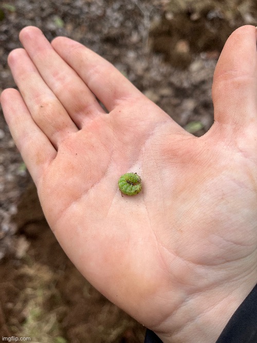 i am green | made w/ Imgflip meme maker