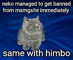 2 minutes 2 old | neko managed to get banned from msmgsite immediately; same with himbo | image tagged in this cat is wrong for laughing | made w/ Imgflip meme maker