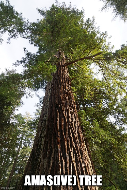 Amas(ive) tree | made w/ Imgflip meme maker
