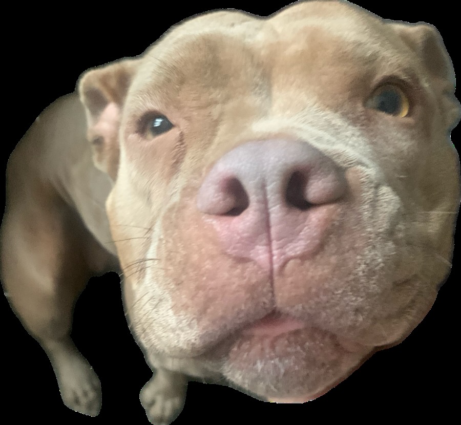 My dog Blank Meme Template