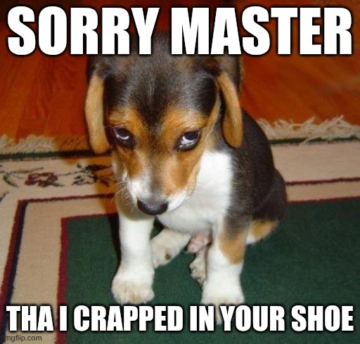 sorry | Sorry Master; tha I crapped in your shoe | image tagged in sorry | made w/ Imgflip meme maker