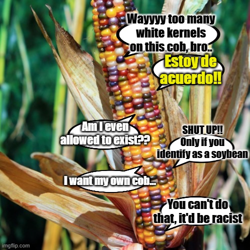 The American corn cob | Wayyyy too many white kernels on this cob, bro.. Estoy de acuerdo!! Am I even allowed to exist?? SHUT UP!! Only if you identify as a soybean; I want my own cob... You can't do that, it'd be racist | image tagged in reverse racism,diversity,america | made w/ Imgflip meme maker
