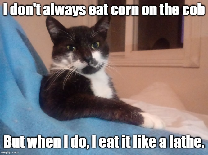 The Most Interesting Cat in The World | I don't always eat corn on the cob But when I do, I eat it like a lathe. | image tagged in the most interesting cat in the world | made w/ Imgflip meme maker