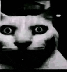 Scared cat Blank Meme Template