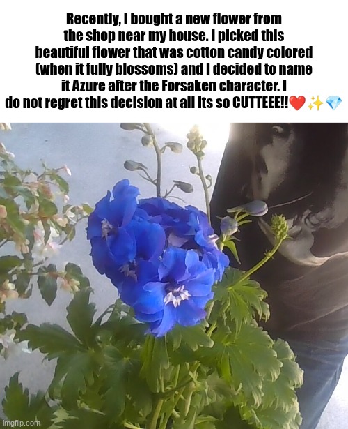 and yes that is Gene Wilder on my shirt | Recently, I bought a new flower from the shop near my house. I picked this beautiful flower that was cotton candy colored (when it fully blossoms) and I decided to name it Azure after the Forsaken character. I do not regret this decision at all its so CUTTEEE!!❤✨💎 | image tagged in flowers,forsaken,azure,nightshade | made w/ Imgflip meme maker