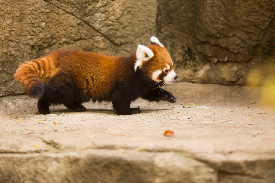 Red Panda Disgruntled Walk Blank Meme Template