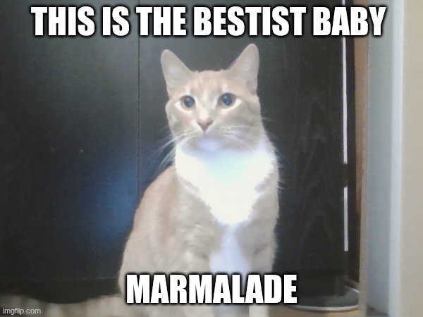 this was my Bff's old cat and we all miss him | this is the bestist baby; Marmalade | image tagged in cat,rip | made w/ Imgflip meme maker