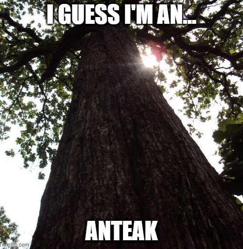 Kannimara Teak is over 500 years old | i guess i'm an... anteak | image tagged in tree,wood,pun | made w/ Imgflip meme maker